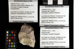 Foto (Objket + Etiketten) von Brachyura indet. 